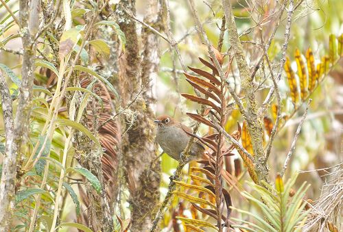 Eye-ringed Thistletail, Schizoeaca palpebralis. Satipo, Per? Photo:Juan Chalco